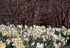 Daffodil Field 